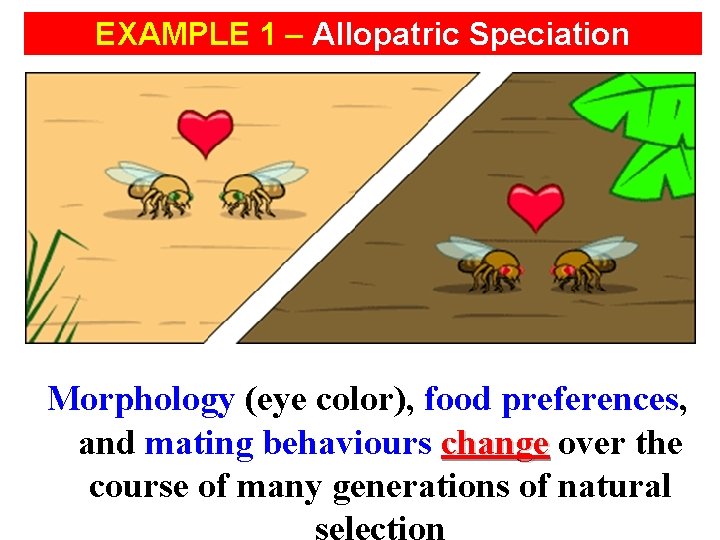 EXAMPLE 1 – Allopatric Speciation Morphology (eye color), food preferences, and mating behaviours change