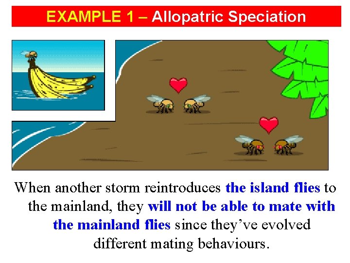 EXAMPLE 1 – Allopatric Speciation When another storm reintroduces the island flies to the