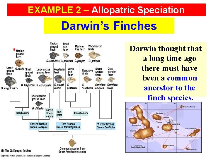 EXAMPLE 2 – Allopatric Speciation Darwin’s Finches Darwin thought that a long time ago