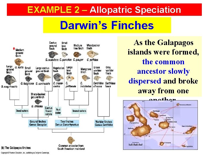 EXAMPLE 2 – Allopatric Speciation Darwin’s Finches As the Galapagos islands were formed, the