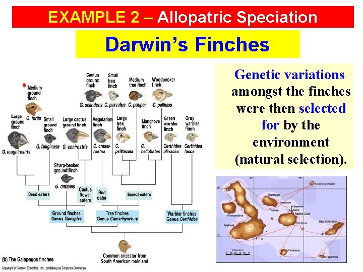 EXAMPLE 2 – Allopatric Speciation Darwin’s Finches Genetic variations amongst the finches were then