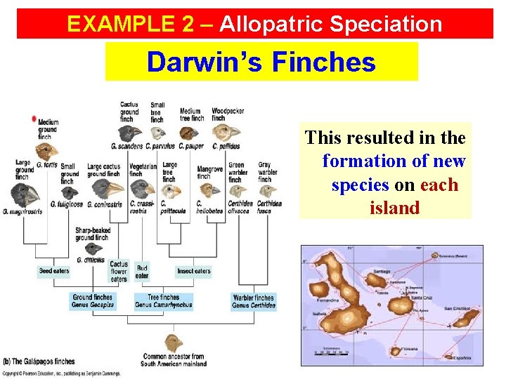 EXAMPLE 2 – Allopatric Speciation Darwin’s Finches This resulted in the formation of new