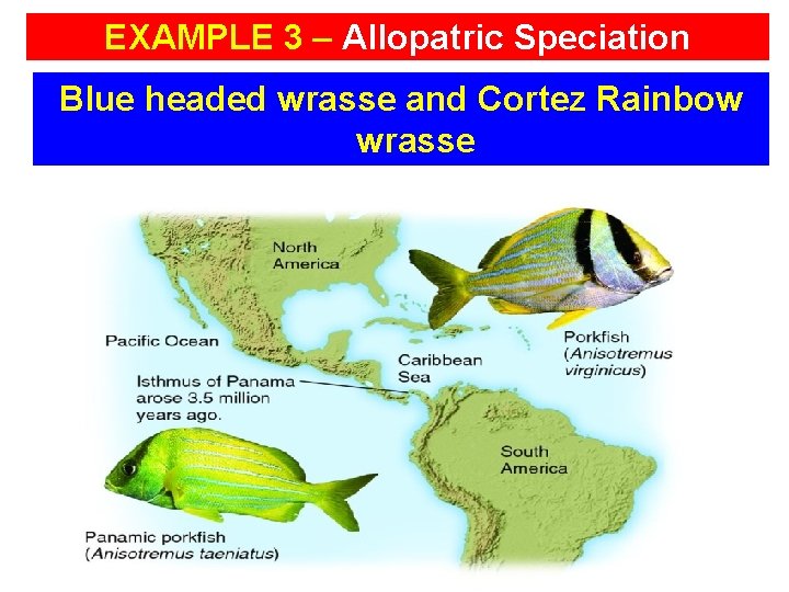 EXAMPLE 3 – Allopatric Speciation Blue headed wrasse and Cortez Rainbow wrasse 