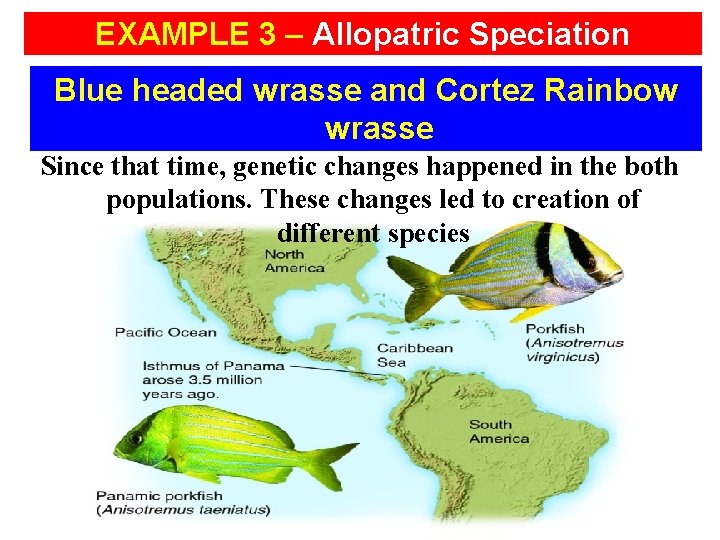 EXAMPLE 3 – Allopatric Speciation Blue headed wrasse and Cortez Rainbow wrasse Since that