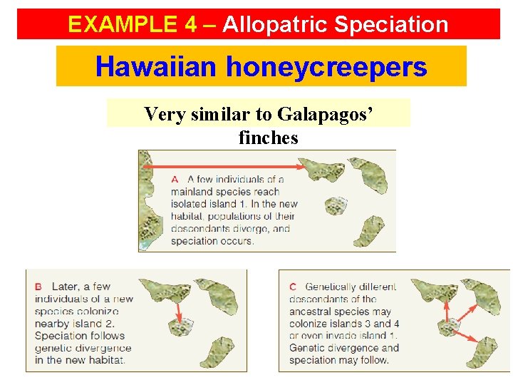 EXAMPLE 4 – Allopatric Speciation Hawaiian honeycreepers Very similar to Galapagos’ finches 