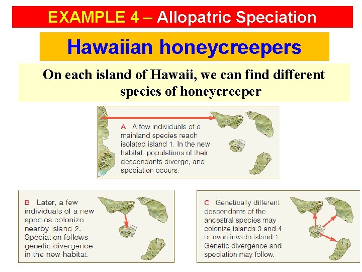 EXAMPLE 4 – Allopatric Speciation Hawaiian honeycreepers On each island of Hawaii, we can