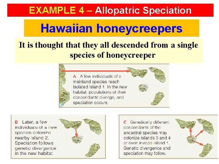 EXAMPLE 4 – Allopatric Speciation Hawaiian honeycreepers It is thought that they all descended