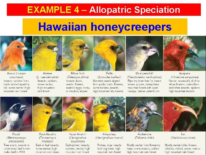 EXAMPLE 4 – Allopatric Speciation Hawaiian honeycreepers 