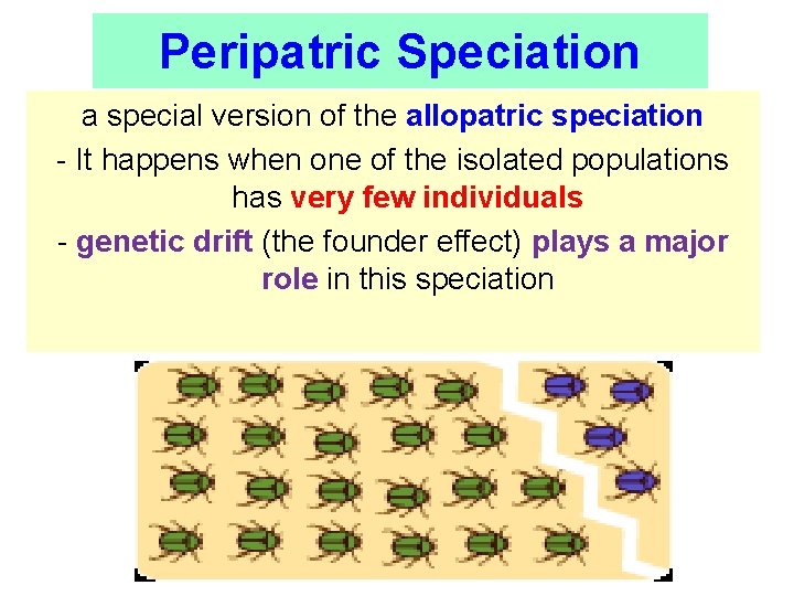 Peripatric Speciation a special version of the allopatric speciation - It happens when one