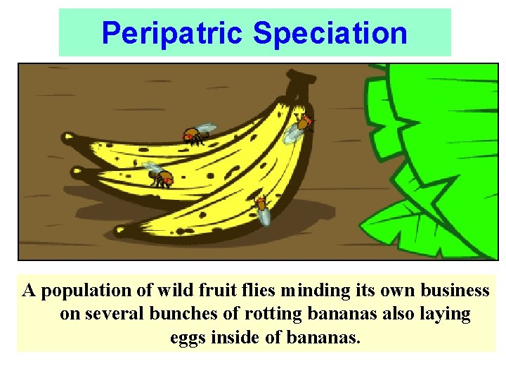 Peripatric Speciation A population of wild fruit flies minding its own business on several