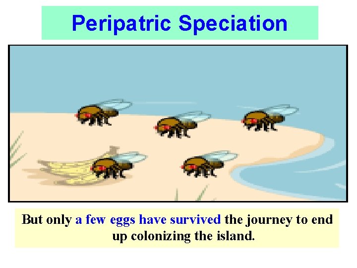 Peripatric Speciation But only a few eggs have survived the journey to end up