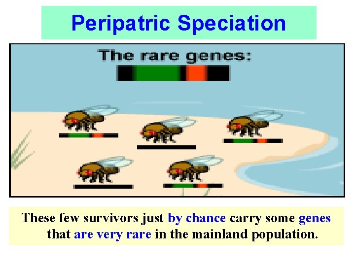 Peripatric Speciation These few survivors just by chance carry some genes that are very