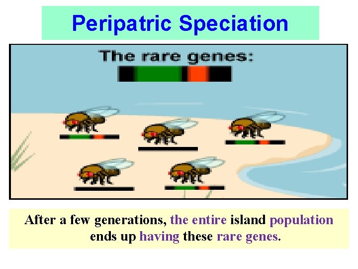 Peripatric Speciation After a few generations, the entire island population ends up having these