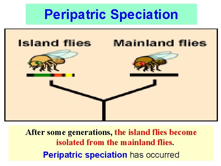 Peripatric Speciation After some generations, the island flies become isolated from the mainland flies.