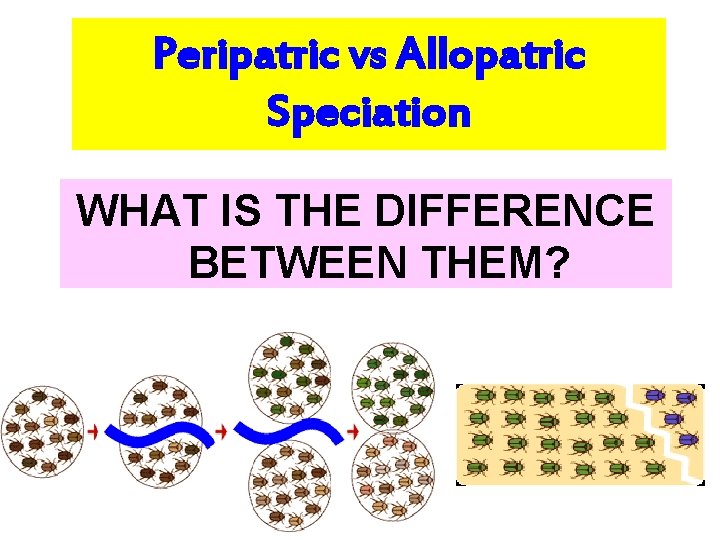 Peripatric vs Allopatric Speciation WHAT IS THE DIFFERENCE BETWEEN THEM? 