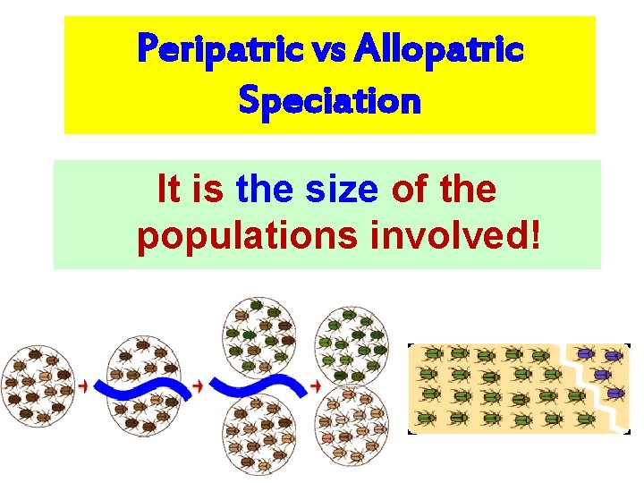 Peripatric vs Allopatric Speciation It is the size of the populations involved! 