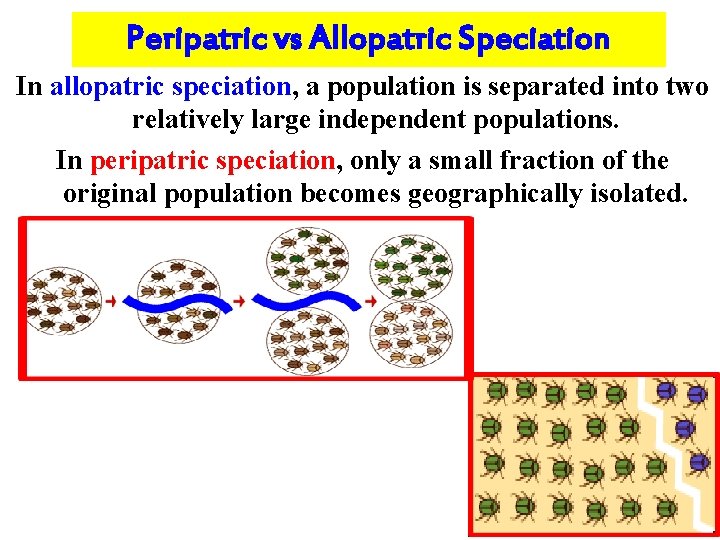 Peripatric vs Allopatric Speciation In allopatric speciation, a population is separated into two relatively