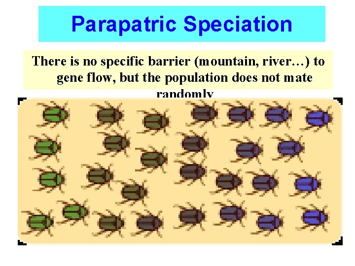 Parapatric Speciation There is no specific barrier (mountain, river…) to gene flow, but the