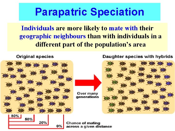 Parapatric Speciation Individuals are more likely to mate with their geographic neighbours than with