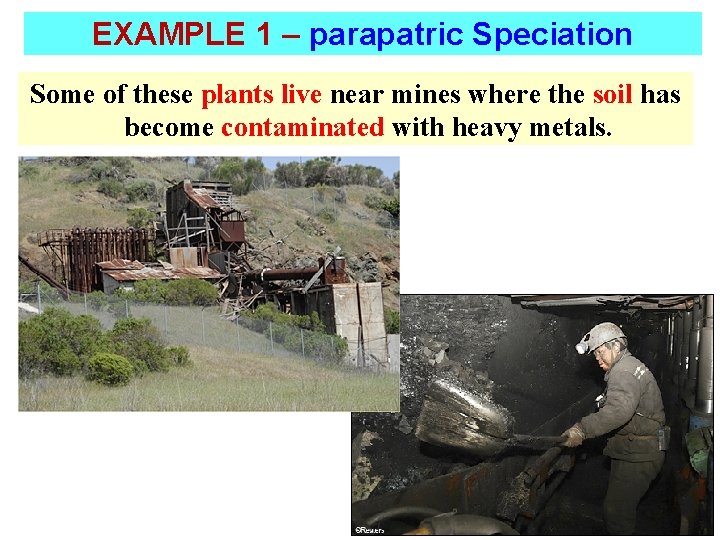 EXAMPLE 1 – parapatric Speciation Some of these plants live near mines where the