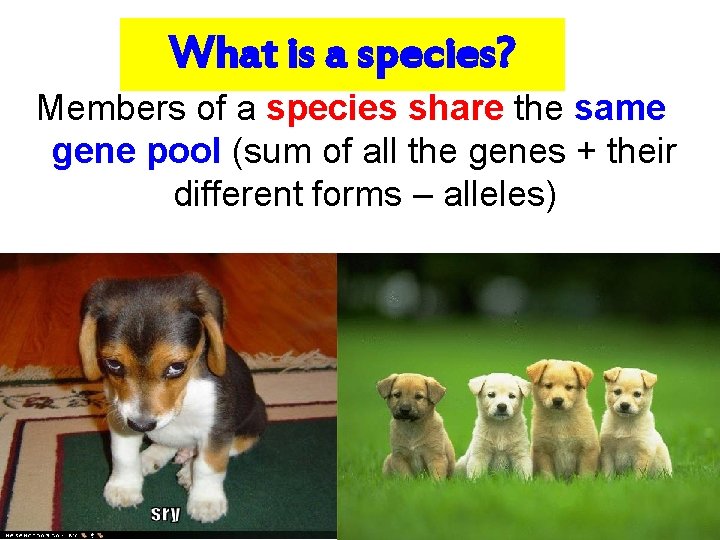 What is a species? Members of a species share the same gene pool (sum