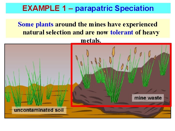 EXAMPLE 1 – parapatric Speciation Some plants around the mines have experienced natural selection