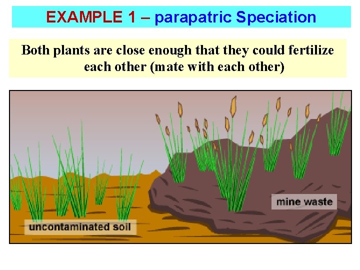 EXAMPLE 1 – parapatric Speciation Both plants are close enough that they could fertilize