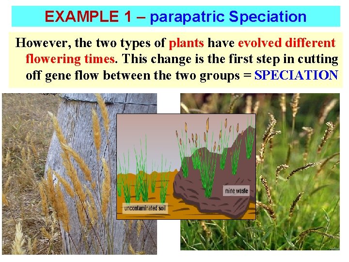 EXAMPLE 1 – parapatric Speciation However, the two types of plants have evolved different
