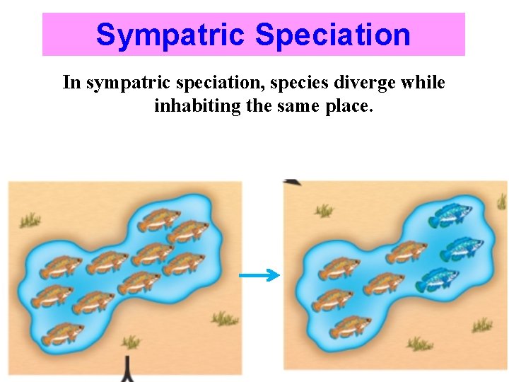 Sympatric Speciation In sympatric speciation, species diverge while inhabiting the same place. 