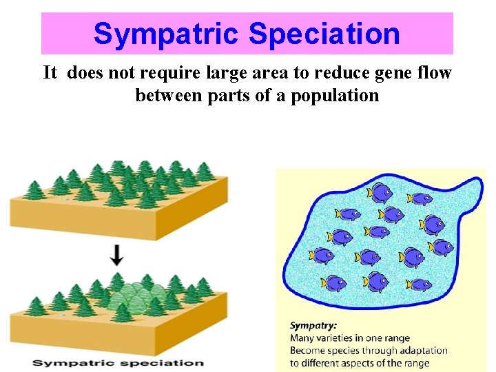 Sympatric Speciation It does not require large area to reduce gene flow between parts