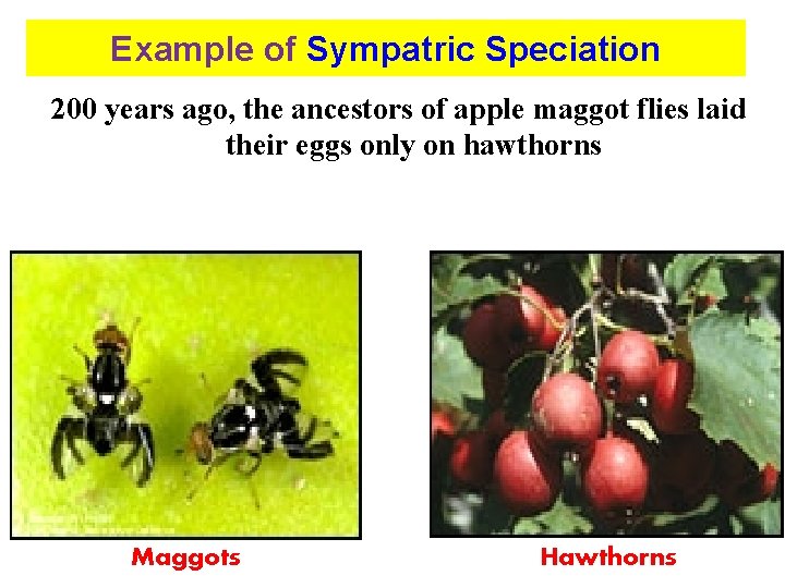 Example of Sympatric Speciation 200 years ago, the ancestors of apple maggot flies laid