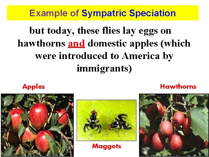 Example of Sympatric Speciation but today, these flies lay eggs on hawthorns and domestic