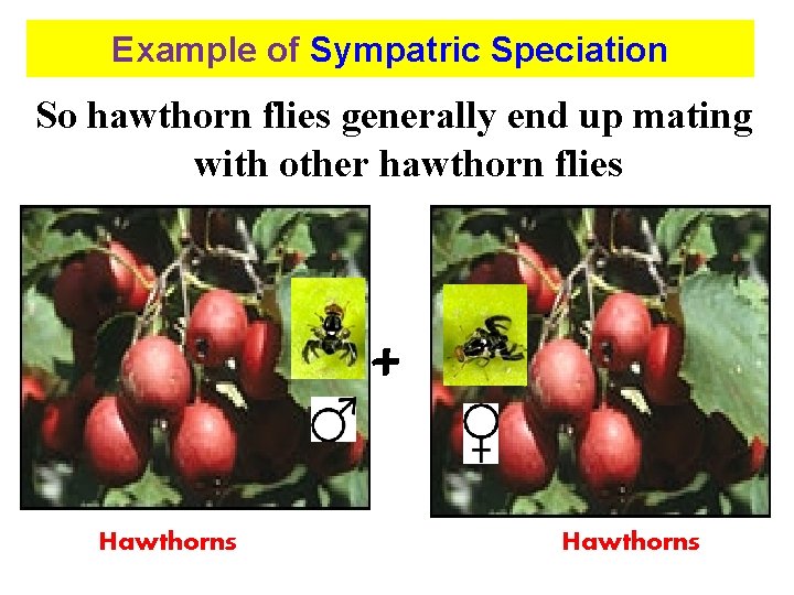 Example of Sympatric Speciation So hawthorn flies generally end up mating with other hawthorn