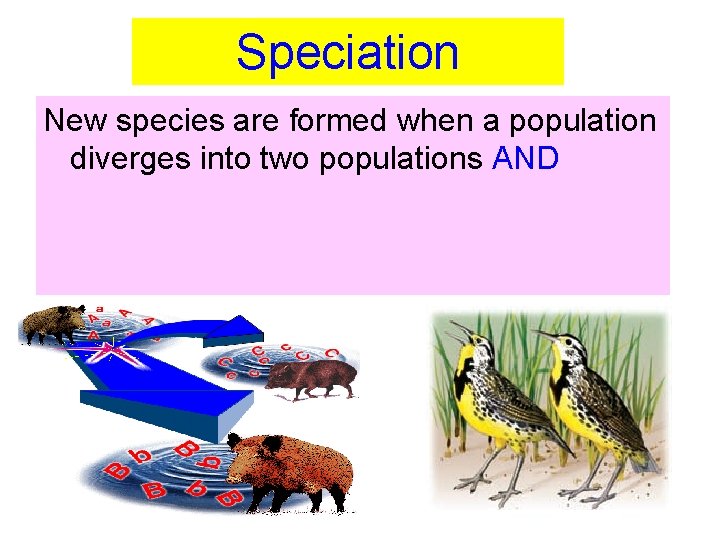 Speciation New species are formed when a population diverges into two populations AND 
