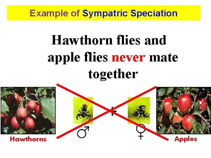 Example of Sympatric Speciation Hawthorn flies and apple flies never mate together + Hawthorns