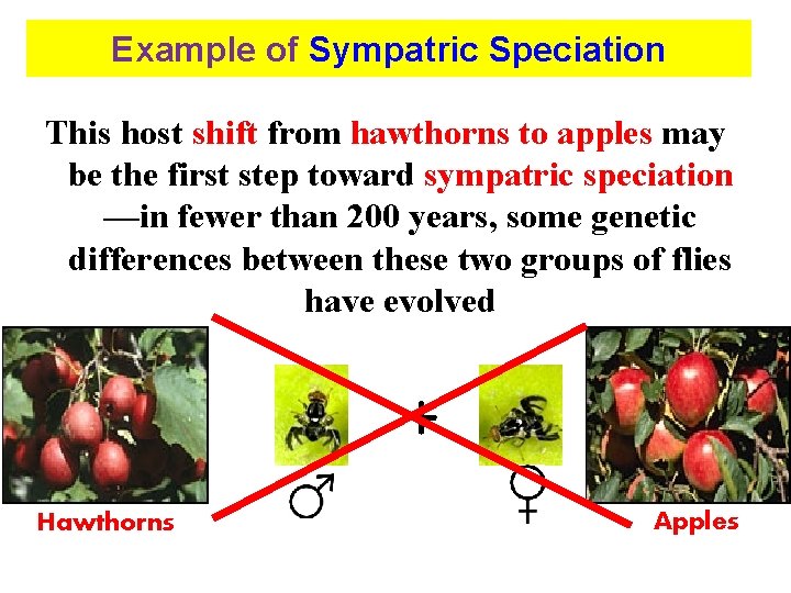 Example of Sympatric Speciation This host shift from hawthorns to apples may be the