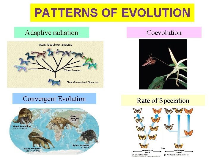 PATTERNS OF EVOLUTION Adaptive radiation Convergent Evolution Coevolution Rate of Speciation 