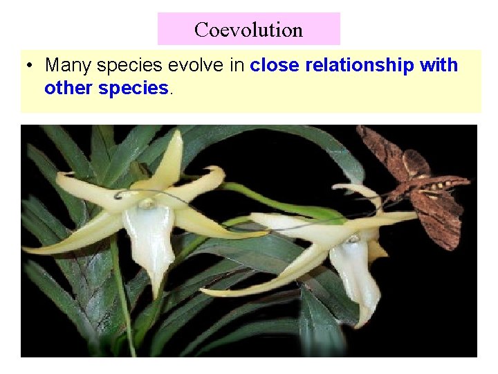 Coevolution • Many species evolve in close relationship with other species. 