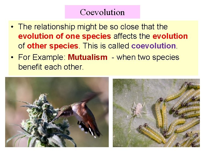 Coevolution • The relationship might be so close that the evolution of one species