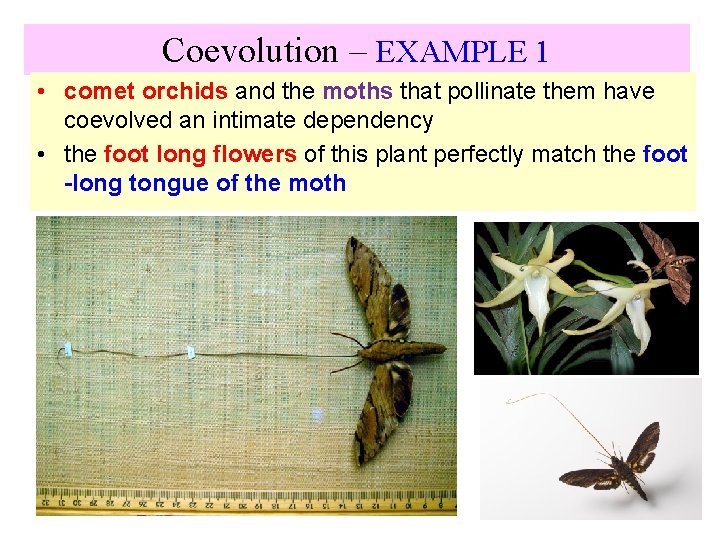 Coevolution – EXAMPLE 1 • comet orchids and the moths that pollinate them have