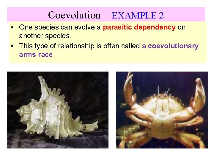 Coevolution – EXAMPLE 2 • One species can evolve a parasitic dependency on another