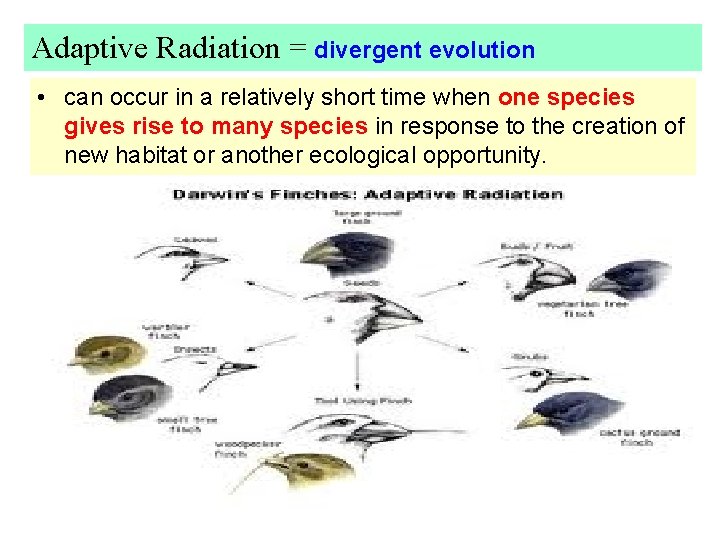 Adaptive Radiation = divergent evolution • can occur in a relatively short time when