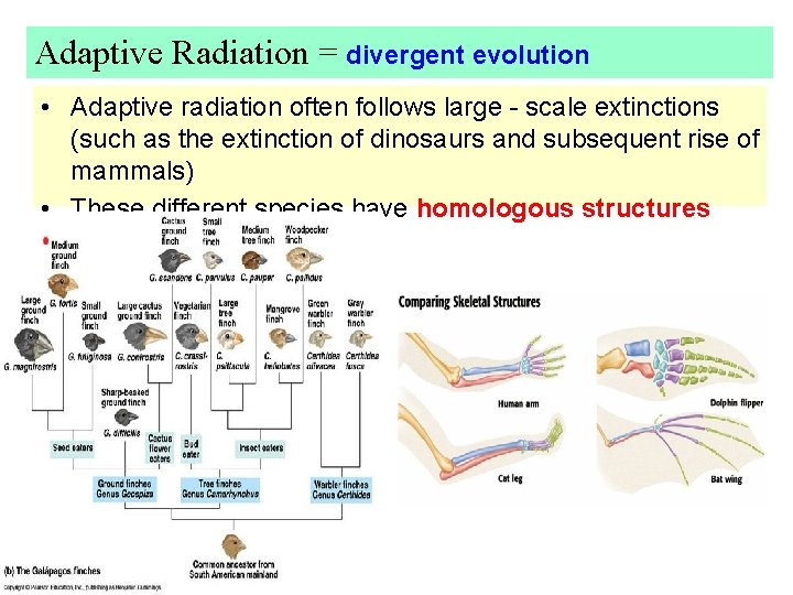 Adaptive Radiation = divergent evolution • Adaptive radiation often follows large - scale extinctions