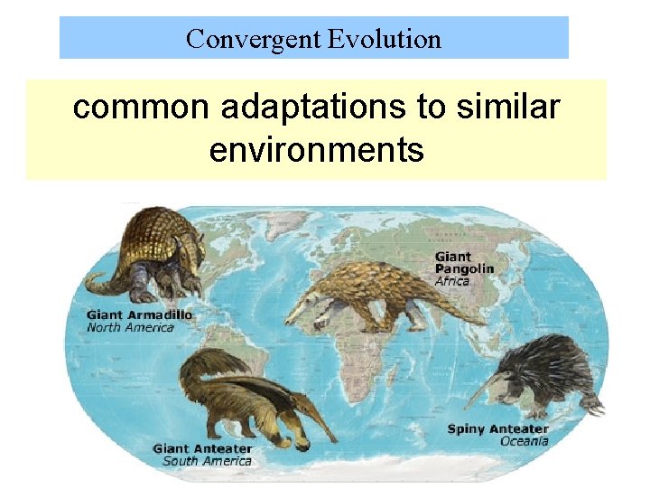 Convergent Evolution common adaptations to similar environments 