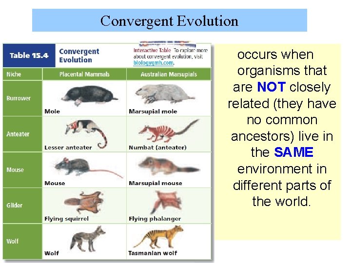 Convergent Evolution occurs when organisms that are NOT closely related (they have no common