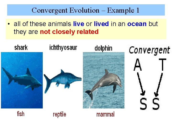 Convergent Evolution – Example 1 • all of these animals live or lived in