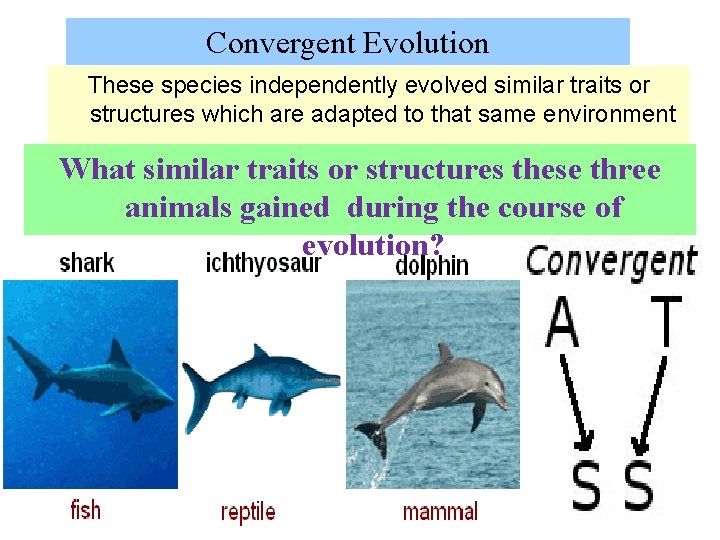 Convergent Evolution These species independently evolved similar traits or structures which are adapted to