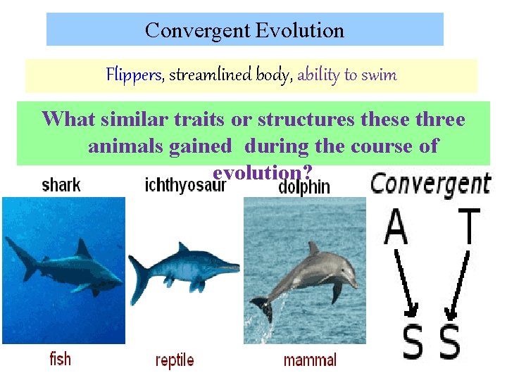 Convergent Evolution Flippers, streamlined body, ability to swim What similar traits or structures these