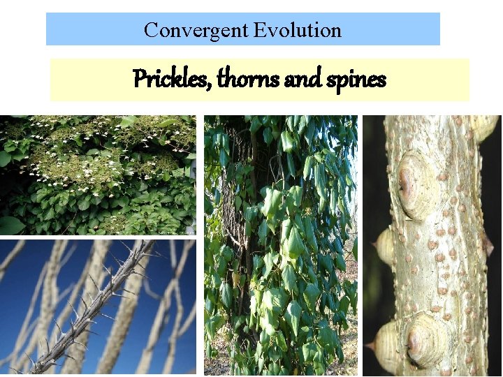 Convergent Evolution Prickles, thorns and spines 