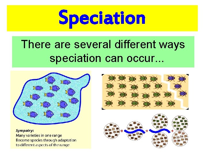 Speciation There are several different ways speciation can occur. . . 